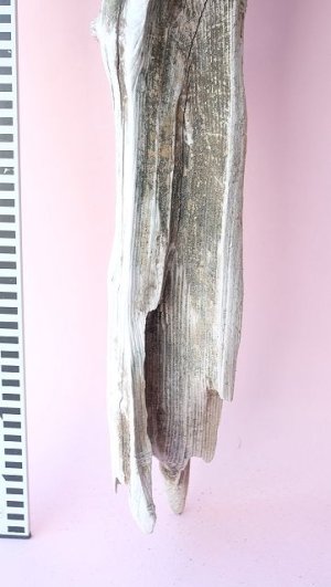 画像11: 変形流木