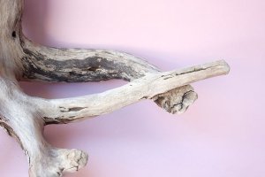 画像3: 流木根・中型