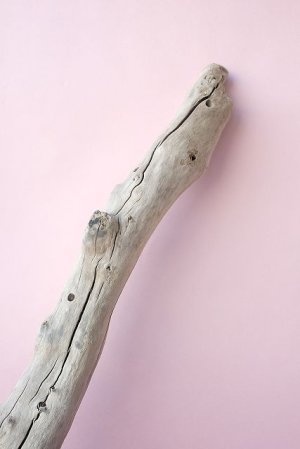 画像13: 流木根・中型