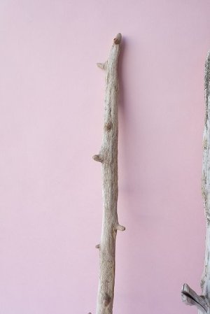 画像5: 小枝流木セット