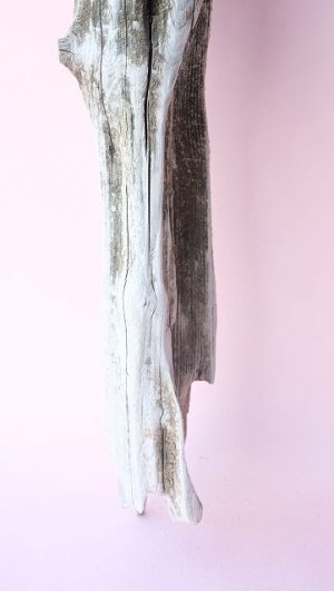 画像2: 変形流木