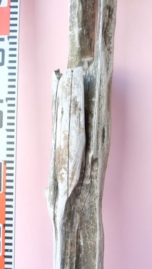 画像12: 変形流木