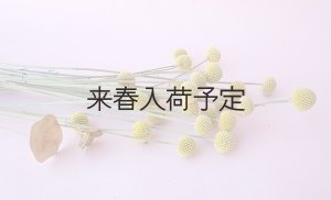 画像2: Dry plants for decor クラスペディア ・グラウカ種