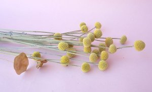 画像2: Dry plants for decor クラスペディア ・グラウカ種（5本セット）＊outlet
