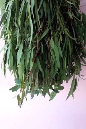 画像6: Dry plants for decor ユーカリパルブラシンプルスワッグ