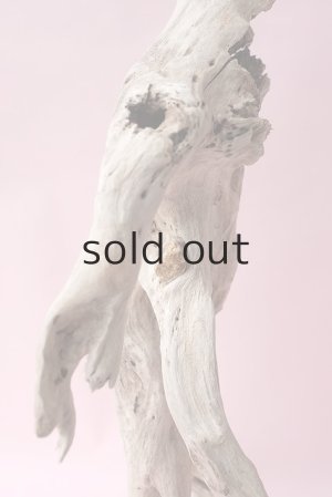 画像7: 流木根・中型