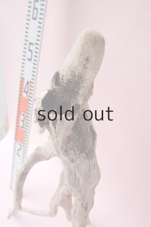 画像14: 流木根・中型