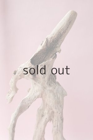 画像12: 流木根・中型