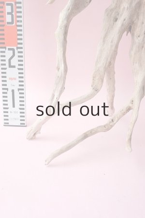 画像16: 流木根・中型