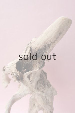 画像5: 流木根・中型