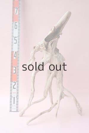 画像15: 流木根・中型