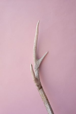 画像4: デコール用二ホンジカの角（ヘッド付）