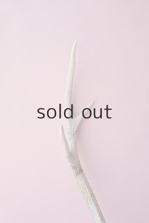 画像4: デコール用二ホンジカの角（ヘッド付）