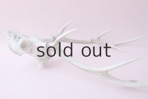 画像8: デコール用二ホンジカの角（ヘッド付）