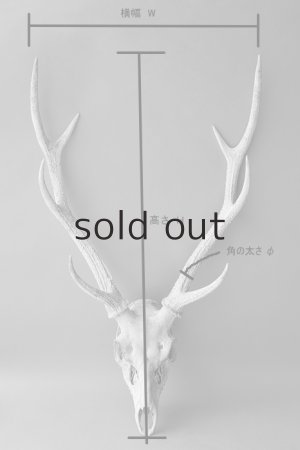 画像9: デコール用二ホンジカの角（ヘッド付）