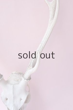 画像5: デコール用二ホンジカの角（ヘッド付）