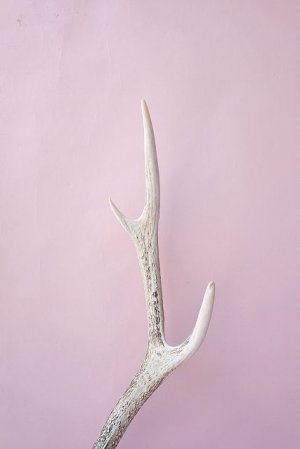 画像6: デコール用二ホンジカの角（ヘッド付）