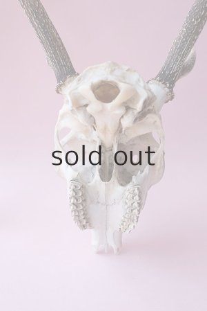 画像7: デコール用二ホンジカの角（ヘッド付）