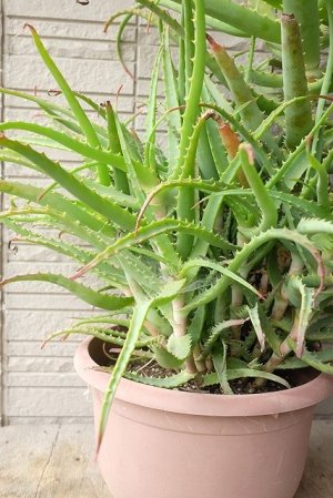 画像2: アロエ苗・キダチアロエ