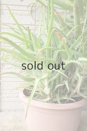 画像2: アロエ苗・キダチアロエ