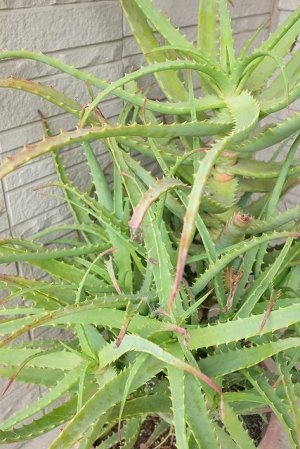 画像4: アロエ苗・キダチアロエ