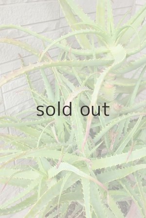 画像4: アロエ苗・キダチアロエ