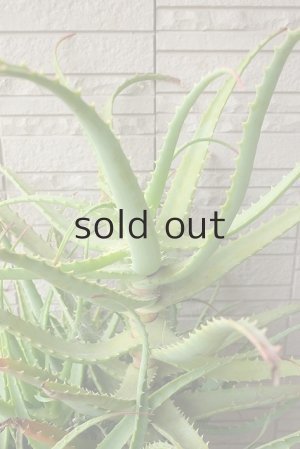 画像3: アロエ苗・キダチアロエ