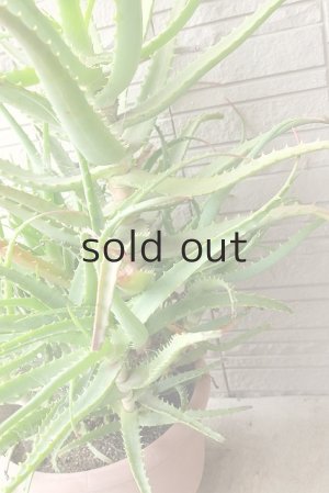 画像5: アロエ苗・キダチアロエ