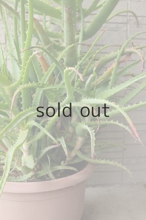 画像7: アロエ苗・キダチアロエ