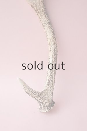 画像2: デコール用二ホンジカの角