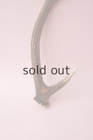 画像2: デコール用二ホンジカの角