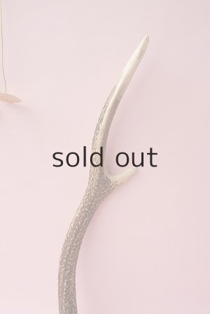 画像3: デコール用二ホンジカの角