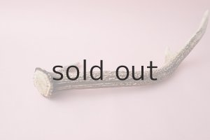 画像6: デコール用二ホンジカの角