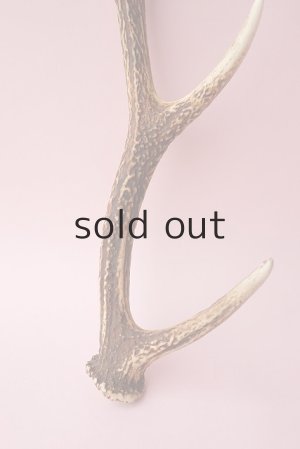 画像2: デコール用二ホンジカの角