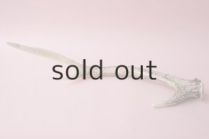 画像5: デコール用二ホンジカの角