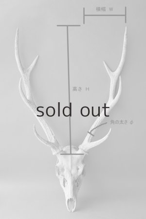 画像7: デコール用二ホンジカの角