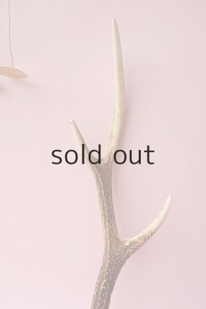 画像3: デコール用二ホンジカの角