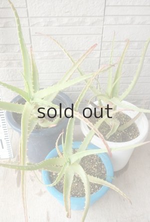 Lサイズ：苗丈30cm前後