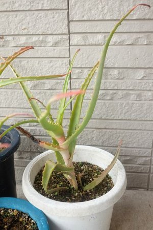 画像8: アロエ苗・キダチアロエ