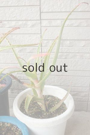 画像8: アロエ苗・キダチアロエ