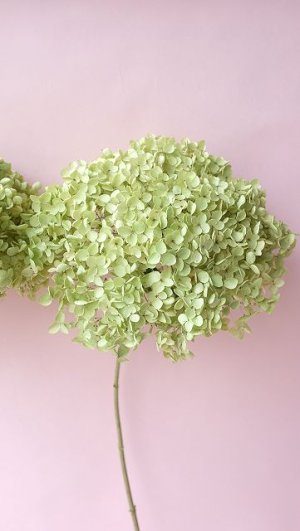 画像4: Dry plants for decor デコール用乾燥紫陽花（アナベル・大）2024年度開花分2本セット