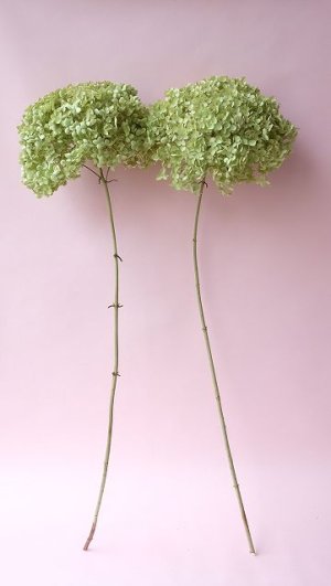 画像2: Dry plants for decor デコール用乾燥紫陽花（アナベル・大）2024年度開花分2本セット