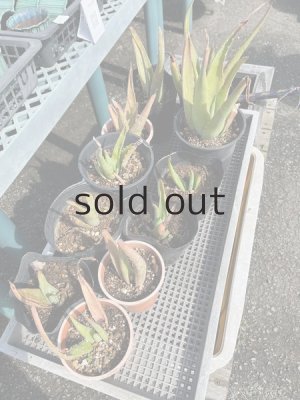 商品の一例です。在庫の中からお任せでお送りさせていただきます。