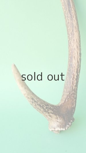 画像2: デコール用二ホンジカの角