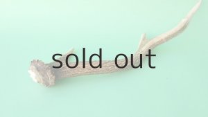 画像6: デコール用二ホンジカの角mini・小鹿