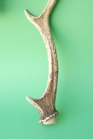 画像2: デコール用二ホンジカの角mini・小鹿