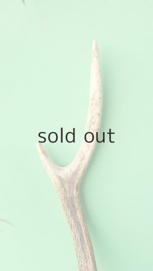 画像3: デコール用二ホンジカの角