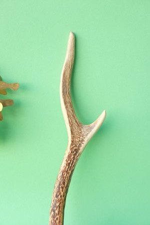 画像3: デコール用二ホンジカの角mini・小鹿