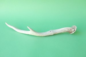 画像5: デコール用二ホンジカの角mini・小鹿