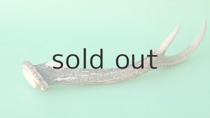 画像6: デコール用二ホンジカの角mini・小鹿